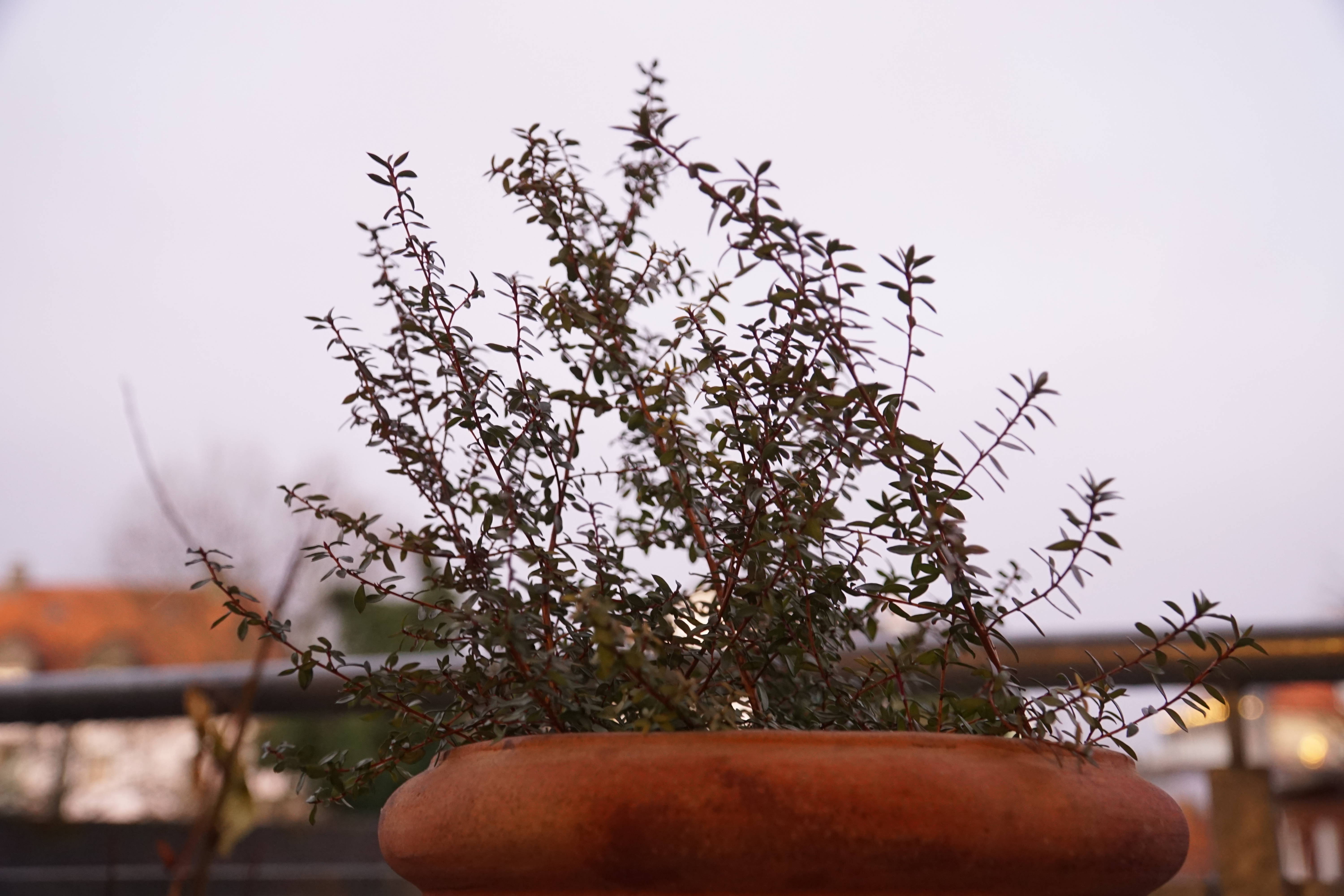 Home grown manukatree in a pot